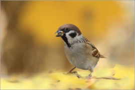 <p>VRABEC POLNÍ (Passer montanus) /Eurasian tree sparrow -Feldsperling/</p>